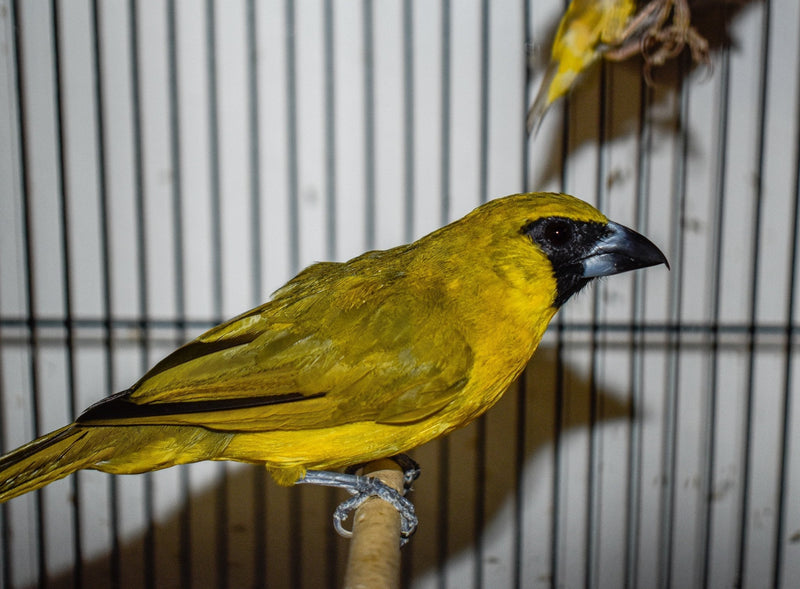 Yellow Green Grosbeak Finch - New York Bird Supply