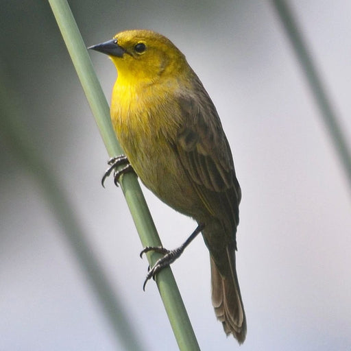 Yellow-Hooded Blackbird - New York Bird Supply