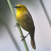 Yellow-Hooded Blackbird - New York Bird Supply