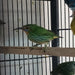 Yellow-Legged Honeycreeper - New York Bird Supply