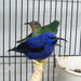 Yellow-Legged Honeycreeper - New York Bird Supply