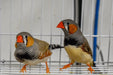 Zebra Finch - New York Bird Supply