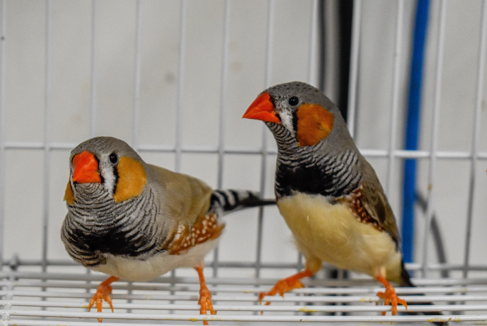 Finches — New York Bird Supply
