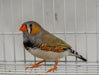 Zebra Finch - New York Bird Supply