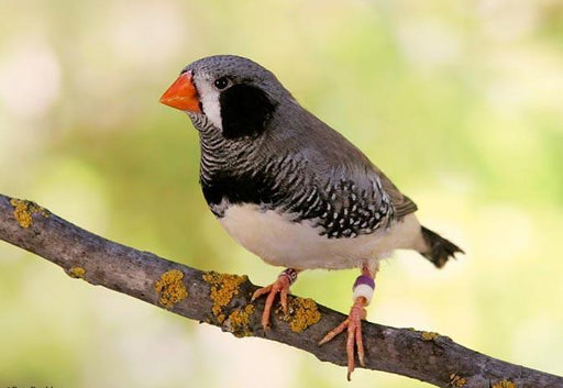 Zebra Finch - Black Cheek - New York Bird Supply