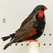 Zebra Finch Eumo Black - New York Bird Supply