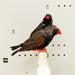 Zebra Finch Eumo Black - New York Bird Supply