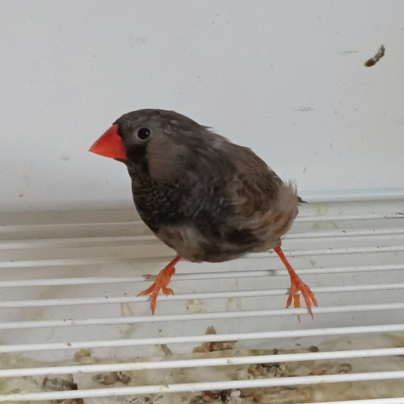 Zebra Finch Eumo Black - New York Bird Supply