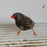 Zebra Finch Eumo Black - New York Bird Supply
