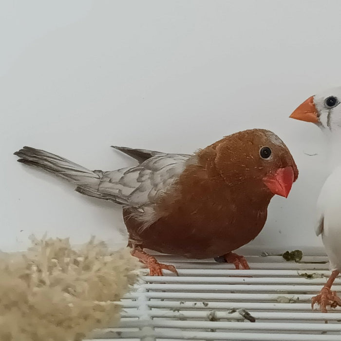 Zebra Finch Eumo Brown - New York Bird Supply