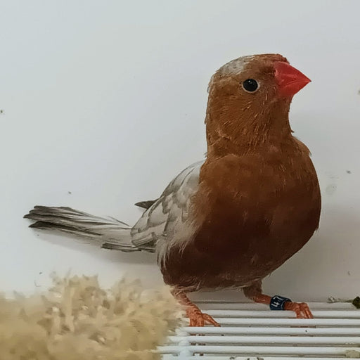 Zebra Finch Eumo Brown - New York Bird Supply