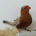 Zebra Finch Eumo Brown - New York Bird Supply