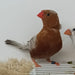 Zebra Finch Eumo Brown - New York Bird Supply