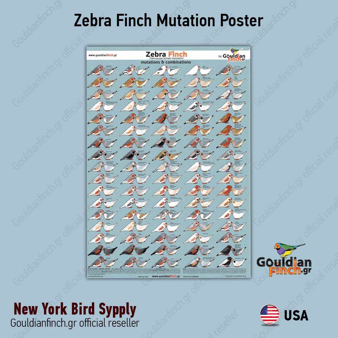Zebra Finch Mutations poster — New York Bird Supply