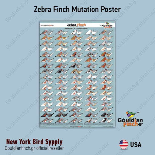 Zebra Finch Mutations poster - New York Bird Supply