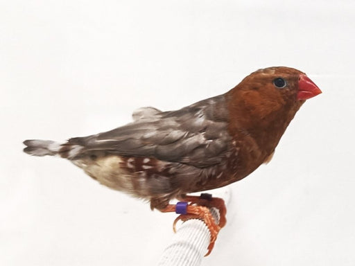 Zebra Red English Finch - New York Bird Supply