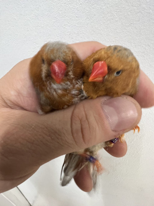 Zebra Red English Finch - New York Bird Supply