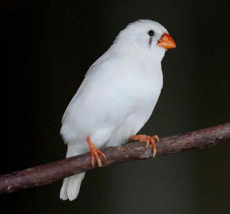 Zebra White Finch - New York Bird Supply